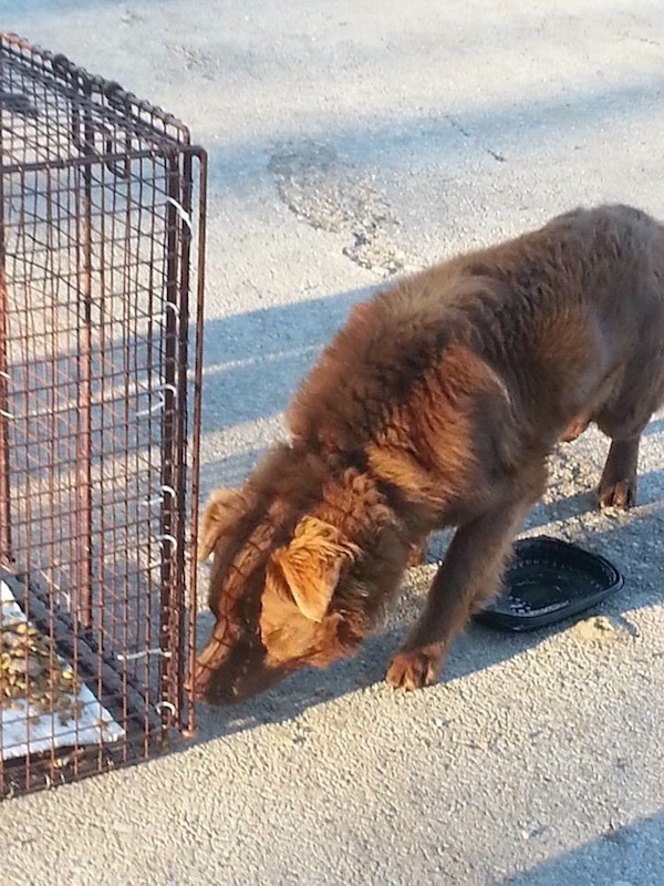 straydogrescuestlouisclemson Gateway Pet Guardians