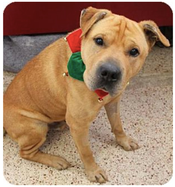 adoptabledogstlouisFranco04 Gateway Pet Guardians