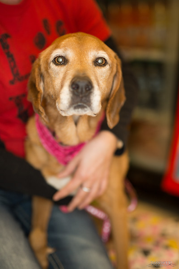 adoptabledogstlouisGertie03 Gateway Pet Guardians